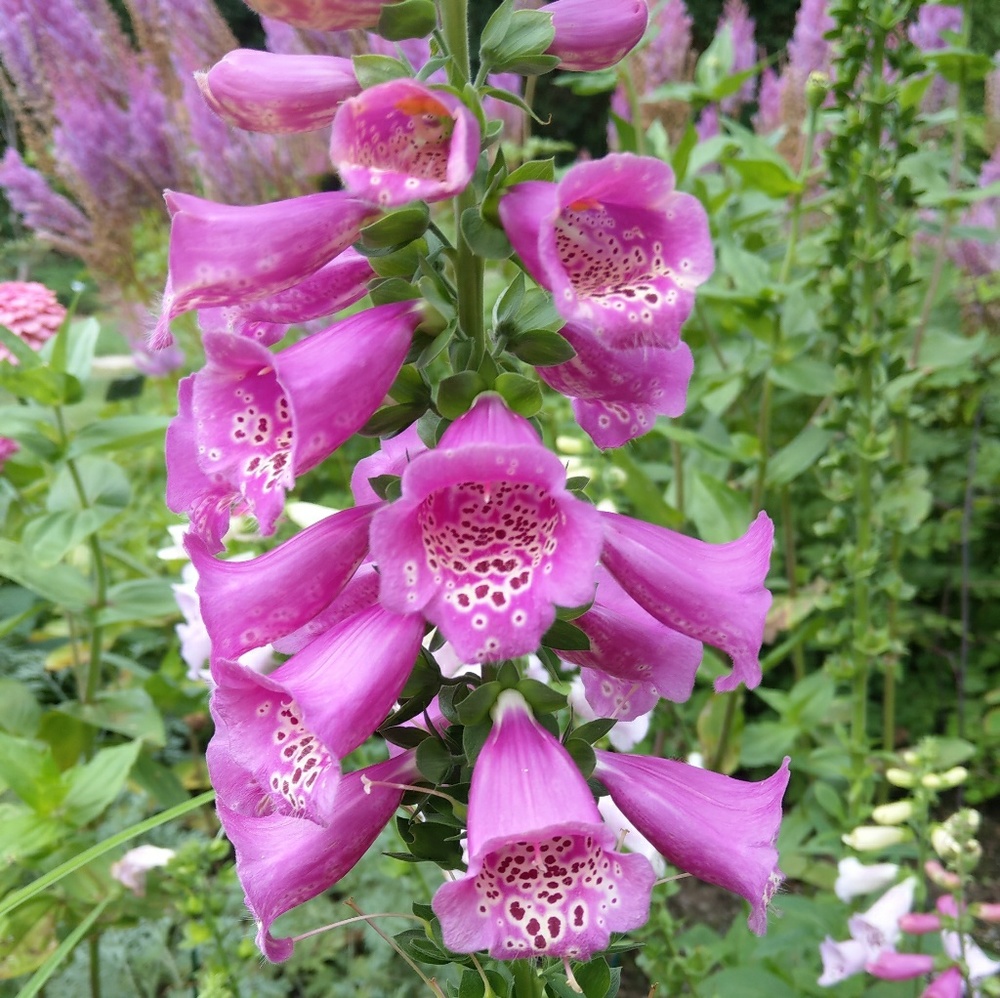 Meet your Posher, Loree